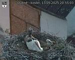 Capi_Dubne_20250513_205503.jpg