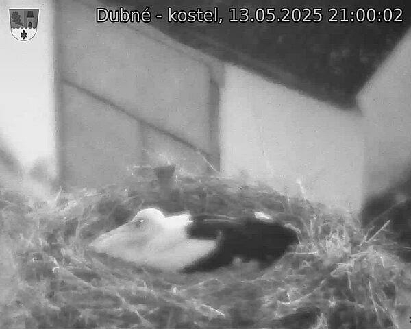 Capi_Dubne_20250513_210002.jpg (1350 x 1080)