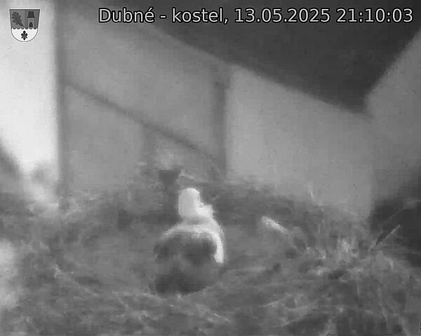 Capi_Dubne_20250513_211003.jpg (1350 x 1080)