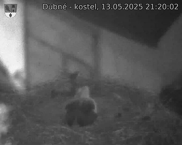 Capi_Dubne_20250513_212002.jpg (1350 x 1080)