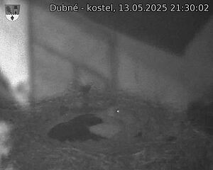 Capi_Dubne_20250513_213002.jpg (1350 x 1080)