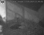 Capi_Dubne_20250513_214502.jpg