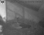 Capi_Dubne_20250513_222502.jpg
