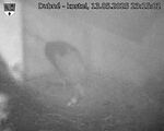 Capi_Dubne_20250513_231502.jpg