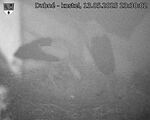 Capi_Dubne_20250513_233002.jpg
