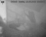 Capi_Dubne_20250513_233502.jpg