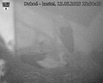 Capi_Dubne_20250513_235003.jpg