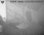 Capi_Dubne_20250513_235502.jpg