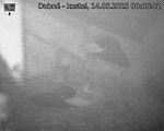 Capi_Dubne_20250514_000503.jpg