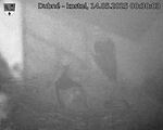 Capi_Dubne_20250514_003003.jpg