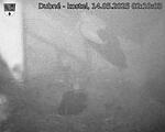 Capi_Dubne_20250514_021003.jpg