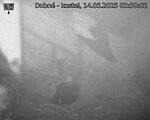 Capi_Dubne_20250514_025002.jpg