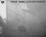 Capi_Dubne_20250514_033503.jpg