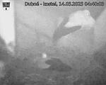 Capi_Dubne_20250514_044003.jpg
