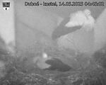 Capi_Dubne_20250514_044502.jpg