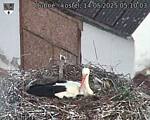 Capi_Dubne_20250514_051003.jpg