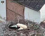 Capi_Dubne_20250514_051502.jpg