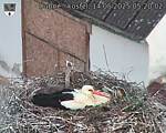 Capi_Dubne_20250514_052002.jpg