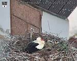 Capi_Dubne_20250514_053002.jpg