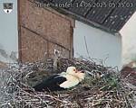 Capi_Dubne_20250514_053503.jpg