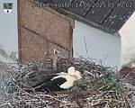 Capi_Dubne_20250514_054002.jpg