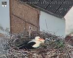 Capi_Dubne_20250514_054503.jpg