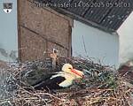 Capi_Dubne_20250514_055003.jpg