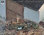 Capi_Dubne_20250514_060004.jpg