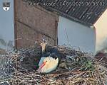 Capi_Dubne_20250514_060502.jpg