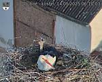 Capi_Dubne_20250514_061003.jpg