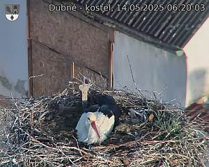 Capi_Dubne_20250514_062003.jpg (1350 x 1080)