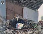 Capi_Dubne_20250514_062503.jpg
