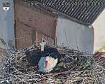 Capi_Dubne_20250514_063003.jpg