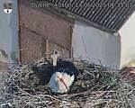 Capi_Dubne_20250514_063503.jpg