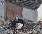 Capi_Dubne_20250514_064002.jpg