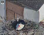 Capi_Dubne_20250514_064503.jpg