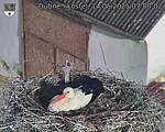Capi_Dubne_20250514_070002.jpg