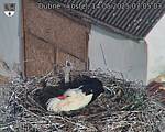 Capi_Dubne_20250514_070503.jpg