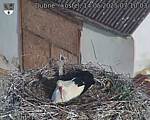 Capi_Dubne_20250514_071003.jpg
