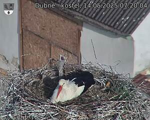 Capi_Dubne_20250514_072004.jpg (1350 x 1080)