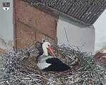 Capi_Dubne_20250514_073502.jpg