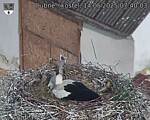 Capi_Dubne_20250514_074003.jpg