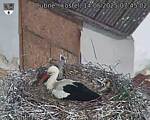 Capi_Dubne_20250514_074502.jpg