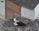 Capi_Dubne_20250514_075002.jpg