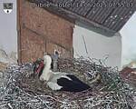 Capi_Dubne_20250514_075503.jpg
