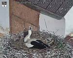 Capi_Dubne_20250514_080002.jpg