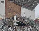 Capi_Dubne_20250514_080502.jpg