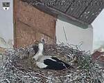 Capi_Dubne_20250514_081003.jpg