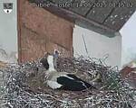 Capi_Dubne_20250514_081502.jpg