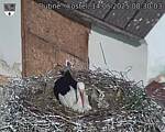 Capi_Dubne_20250514_083003.jpg